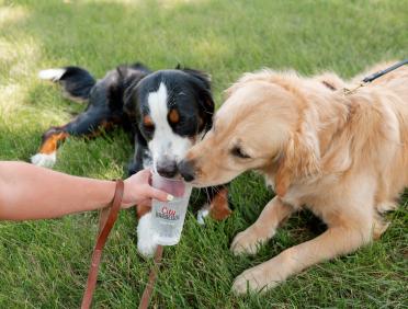 Dogs at City Barbeque